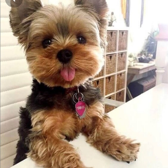 Meet your Posher, Sonia - Picture 1 of 1